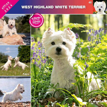 Affixe - kalendarz 2024 West Highland White Terrier