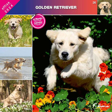 Affixe - kalendarz 2024 Golden Retriver