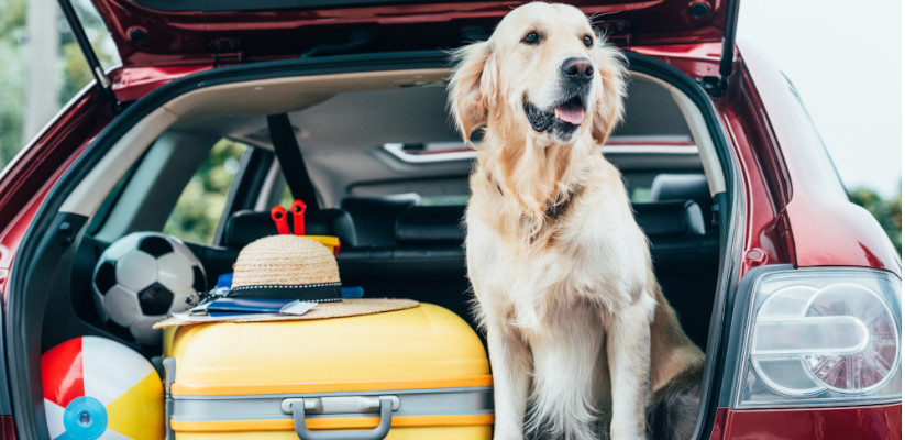 Bezpieczny transport psa jak podróżować z psem