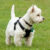 West highland white terrier wygląd