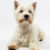 West highland white terrier