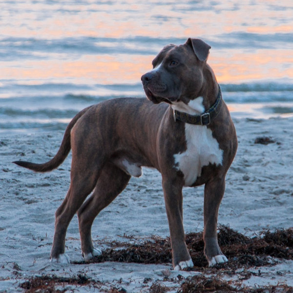 Charakter amstaff store