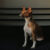 basenji