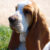 basset hound 1