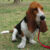 basset hound