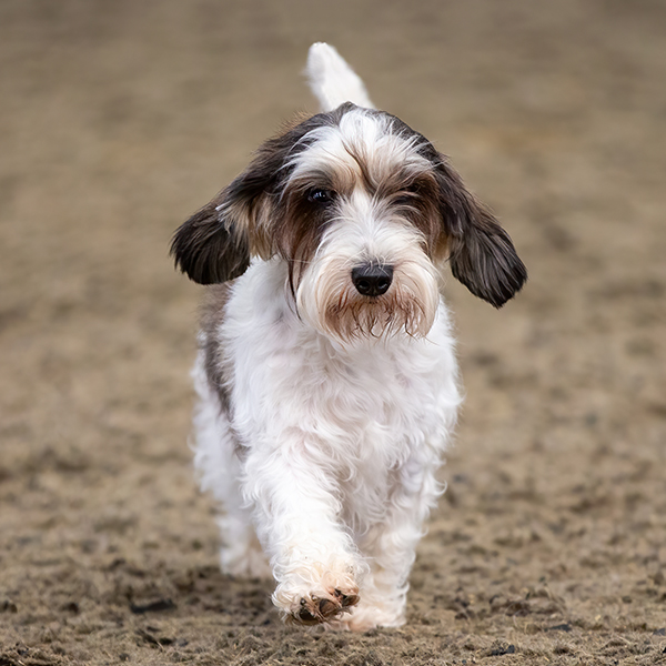 Griffon sales petit basset